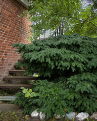 stairway to the house  of the house are made of metal and wood, near which grow coniferous trees and lie large white sea stones.