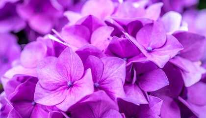 Close-up vibrant purple flowers (1)
