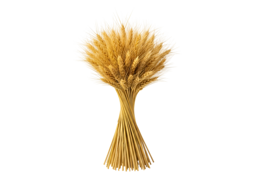 Artistic composition of dried wheat stalks with fluffy seed heads against a black background