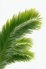 Obraz premium Close-up of vibrant green palm fronds against a bright white background