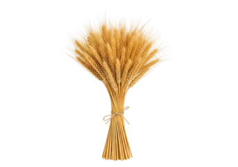 Beautiful Bundled Wheat Stalks Artfully Tied for Harvest Display in a Minimalist Composition