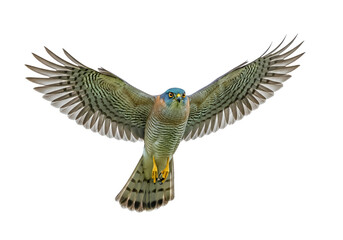 Obraz premium Beautiful falcon mid-flight with outstretched wings against a black background