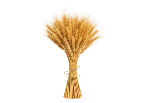 Beautiful Bundled Wheat Stalks Artfully Tied for Harvest Display in a Minimalist Composition