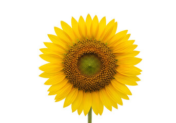 Fototapeta premium Bright yellow sunflower with detailed seed center isolated on black background