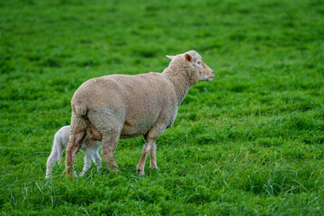 Obraz premium A ewe stands protectively beside her lamb in a vibrant green field near Caledon, Western Cape, South Africa. The tranquil rural scene captures maternal care and natural beauty in the countryside.