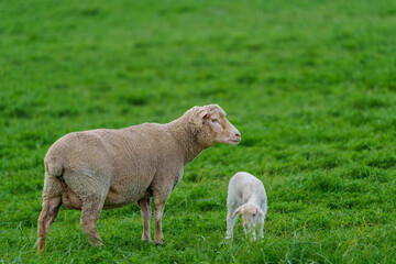 A ewe stands protectively beside her lamb in a vibrant green field near Caledon, Western Cape, South Africa. The tranquil rural scene captures maternal care and natural beauty in the countryside.