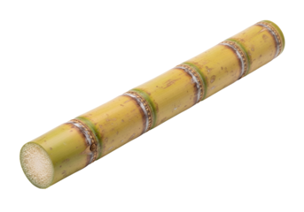 Close-up of a Bamboo Cane Isolated on Black Background for Gardening and Crafting