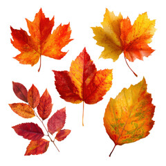 Fototapeta premium Five colorful autumn maple leaves and branches on black background fall, Isolated On White, Png Transparent, Cut Out