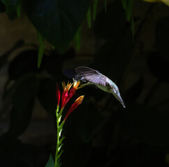 A Ruby-throated Hummingbird takes advantage of the last ray of daylight to feed on native Indian Pink.