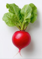 Red radish with vibrant green leaves.  Fresh, whole, round radish, top view,  bright, crisp, healthy, isolated on white