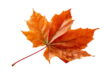 Single Dry Maple Leaf with Orange Hues Against White Background