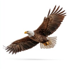Fototapeta premium Bald eagle in flight against white background (2)