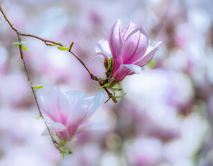 Flowering magnolia tree with pink blossoms