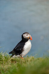 A colorful puffin perches on a green cliff edge, gazing over the tranquil blue waters of Iceland. The striking contrast between the birds vivid plumage and the backdrop creates a captivating view.