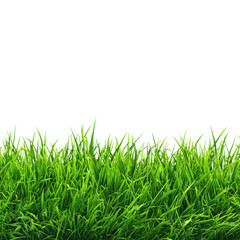 Fototapeta premium Close-up of Lush Green Grass Blades on a Transparent Background lawn meadow, Isolated On White, Png Transparent, Cut Out