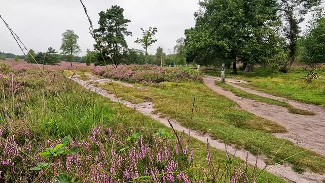 The B&uuml;senbachtal in the L&uuml;neburg Heath