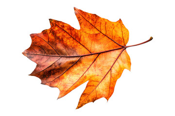 Autumnal maple leaf with vibrant colors displayed on a transparent field isolated on transparent background