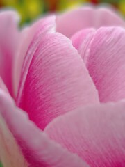 Close-up of a Pink Tulip Petal