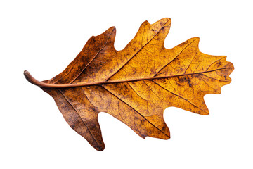 Obraz premium Detailed autumnal oak leaf showing veins and texture, isolated on transparent background