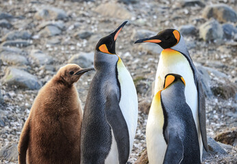 Obraz premium King Penguins and chick at sunrise (Aptenodytes patagonicus), St Andrew's Bay, South Georgia