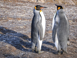Pair of King Penguins at sunrise (Aptenodytes patagonicus), St Andrew's Bay, South Georgia