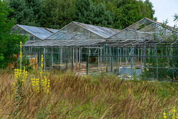 Abandoned greenhouse with metal frame and glass walls, surrounded by tall grass and trees,...