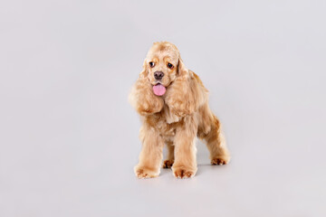 English cocker spaniel, dog, after grooming on a light background