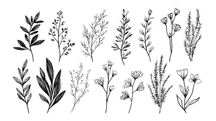 Botanical illustration vector art of floral elements and flower drawing for nature inspired design work use