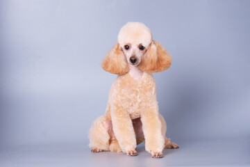Charming apricot poodle of modern color sitting on a light background