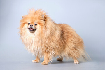 A Pomeranian dog with unkempt thick fur on a gray background, side view