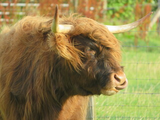 Highland Cow