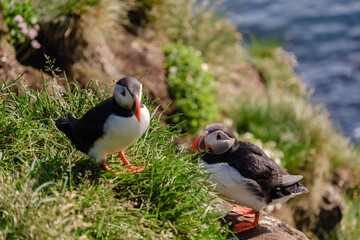 Two vibrant puffins occupy a lush green cliff overlooking the sparkling ocean in Iceland. The sunlight highlights their distinctive features, creating a stunning nature spectacle at midday.