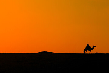 Fototapeta premium Camel in desert