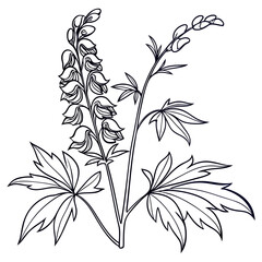 aconitum variegatum with leaves