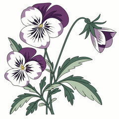 aconitum variegatum vector
