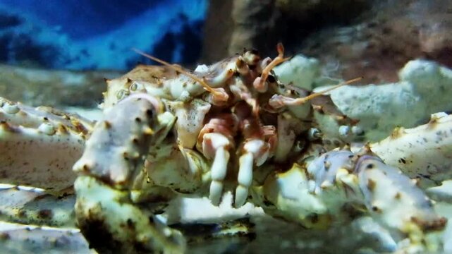 king crab in the aquarium tank
