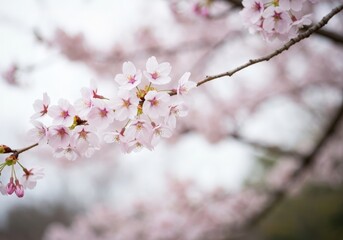Soft pink cherry blossoms cluster on a slender branch against a blurry, pale background in a tranquil scene