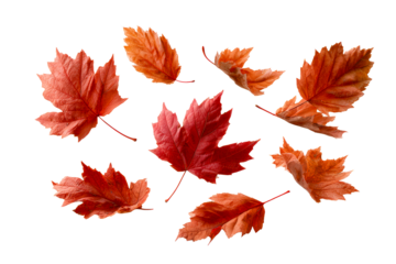 Vibrant autumn leaves in varied shapes and sizes
