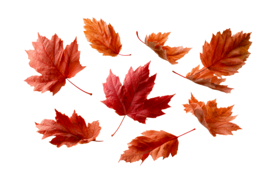 Vibrant autumn leaves in varied shapes and sizes