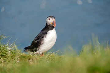 A colorful puffin perches on lush green grass, overlooking the serene blue waters of the Atlantic Ocean. Bakkagerd, East Iceland, Puffins.