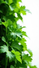 Green rapini cascade, sharp focus, pristine white backdrop , falling, closeup