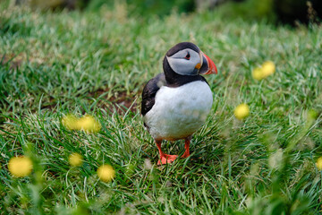 A vibrant puffin stands on lush green grass surrounded by delicate wildflowers in Iceland.
