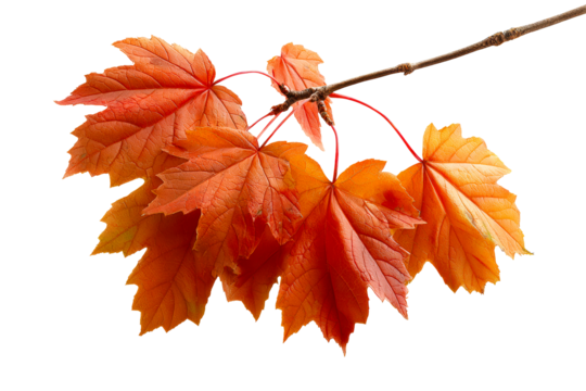 Colorful maple leaves on branch