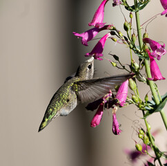 hummingbird with flower