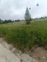 Scenic view of a lush green field with cable cars overhead under an overcast sky