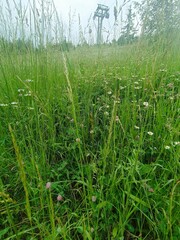 Lush Meadow with Wildflowers and Ski Lift in the Distance
