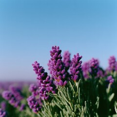 Fototapeta premium Early mist over lavender field, dew on blossoms