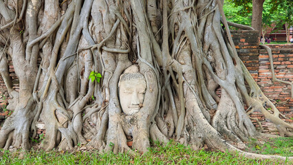 Buddha Head In Bodhi Tree Root At Wat Mahathat In Ayutthaya, Thailand. This Is One Of The Classic Photographic Images From Thailand.