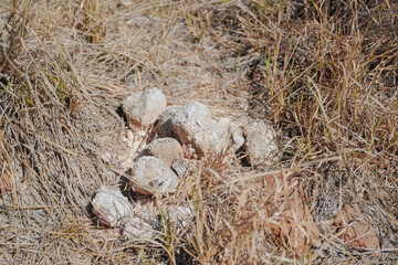 Komodo Dragon excrement in natural habitat, Komodo Island, Indonesia.