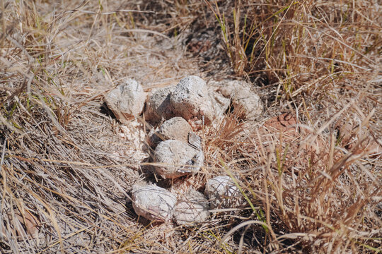 Komodo Dragon excrement in natural habitat, Komodo Island, Indonesia.
